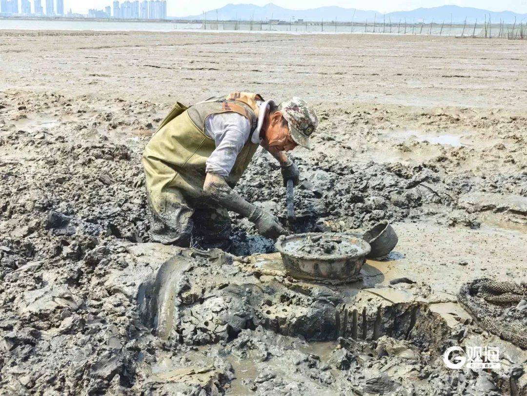 皇冠信用网押金多少_正是肥的时候！每天上万斤在青岛这里上岸皇冠信用网押金多少，很多人爱吃......