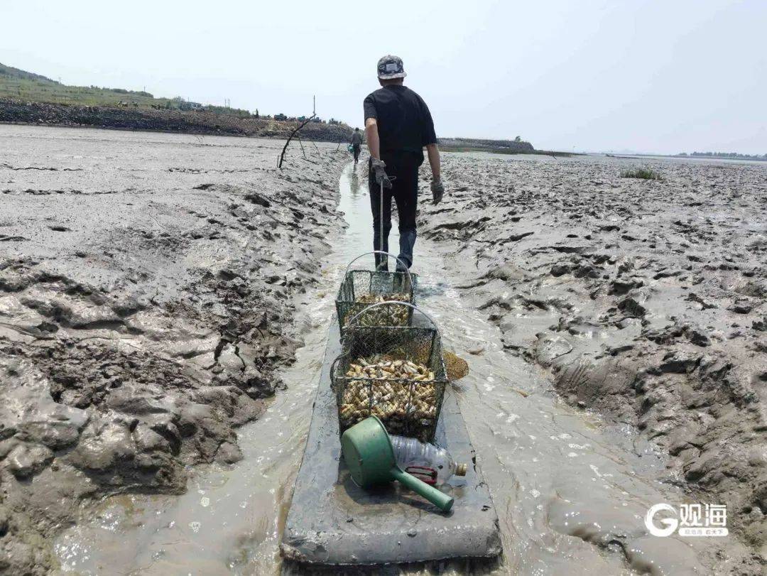 皇冠信用网押金多少_正是肥的时候！每天上万斤在青岛这里上岸皇冠信用网押金多少，很多人爱吃......