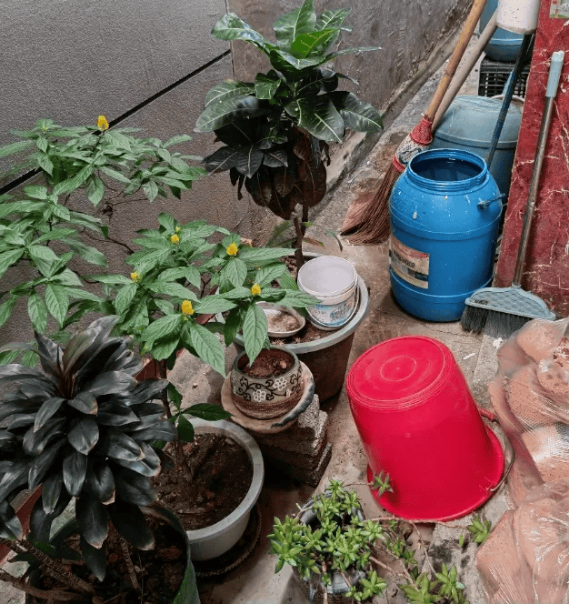 皇冠信用网账号注册_家里的这几个地方皇冠信用网账号注册，正悄悄“养”出花斑蚊！快自查→