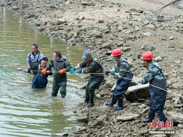 皇冠信用盘怎么开户_湖南一高校冬捕5000斤鲜鱼 邀全校师生免费吃鱼迎元旦
